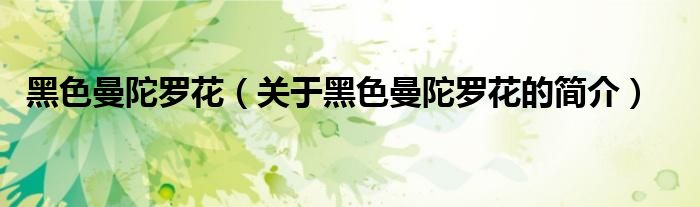 黑色曼陀羅花（關(guān)于黑色曼陀羅花的簡介）
