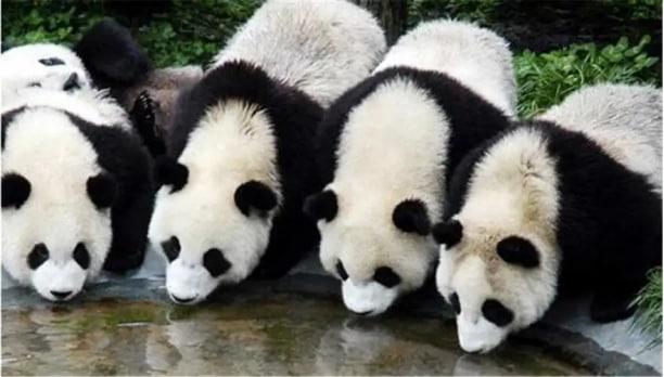 大熊貓憑什么是國(guó)寶？