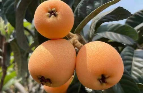 經(jīng)常吃枇杷果有什么好處及禁忌？