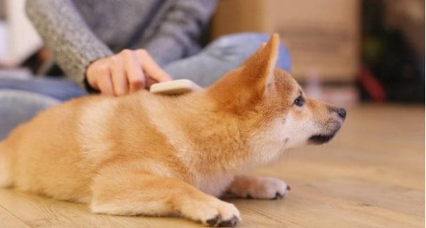 給狗狗洗澡需要注意什么？