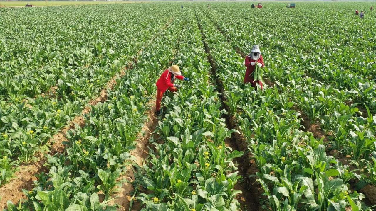 多地蔬菜滯銷后，河南出臺十條措施幫農(nóng)民賣菜