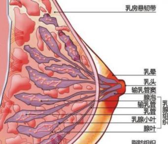 胸大小不一樣正常嗎？