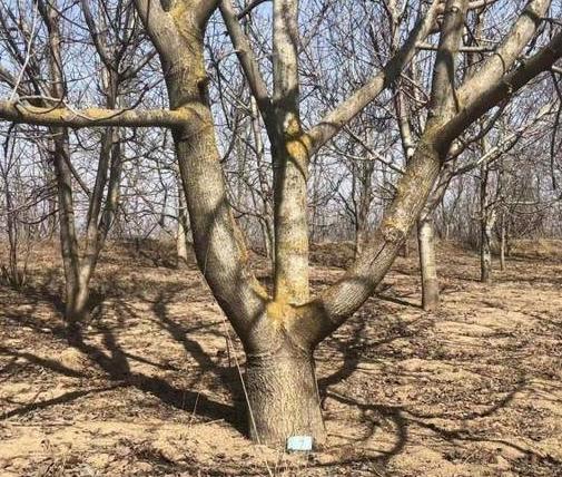 咸陽市民反映：近4500棵核桃樹被齊根鋸斷，誰是兇手？