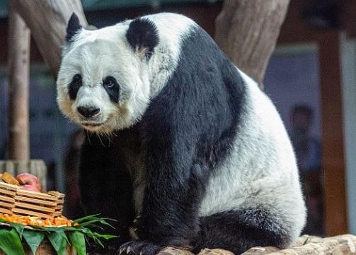 中國大熊貓“林惠”在泰國離世，中泰專家聯(lián)合調(diào)查死因