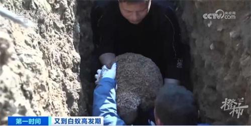 挖掘出生長十幾年的白蟻巢，里面有3個蟻后和1個蟻王！