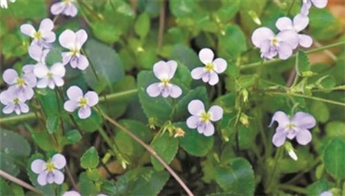 廣東發(fā)現(xiàn)全球罕見(jiàn)新物種“河源堇菜”，成年植株不足百