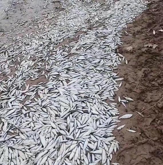 河南杞縣野生河魚大量死亡，村民撿拾帶回家食用，是否有毒引關(guān)注