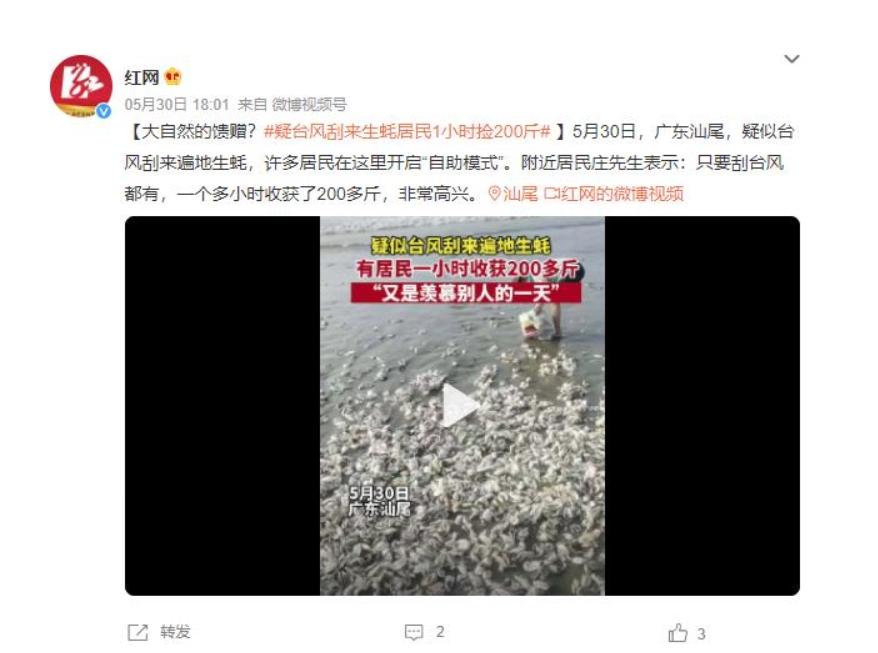 疑似臺(tái)風(fēng)刮來的生蠔：居民1小時(shí)撿200斤，大自然的慷慨饋贈(zèng)