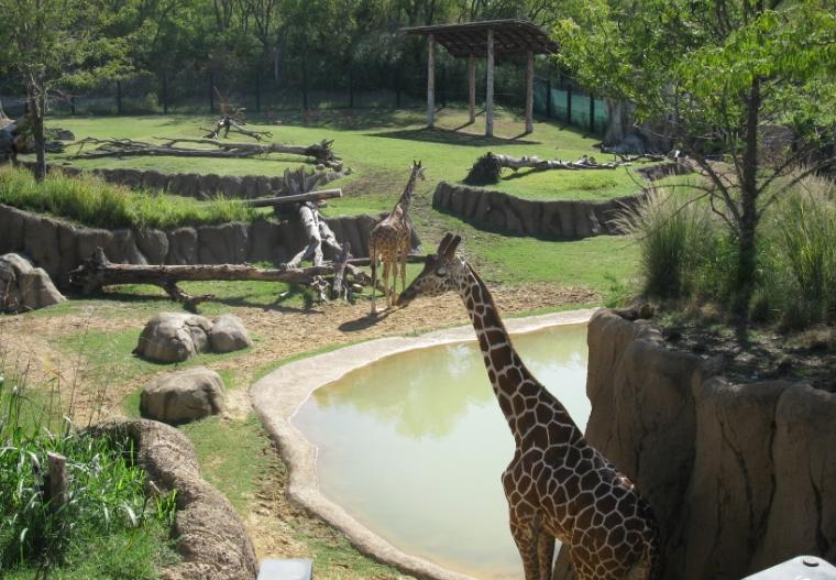 震驚！動物園深夜遭拆，多只保護動物傷亡，園方稱曾遭整改要求