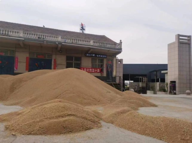河南豫南麥收進度過半，夏糧收購面臨考驗