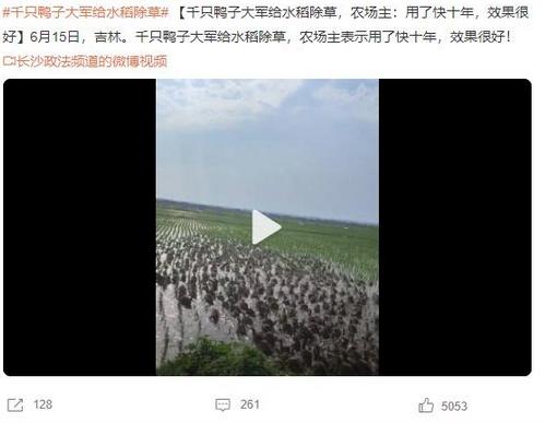 千只鴨子大軍給水稻除草，農(nóng)場(chǎng)主稱效果顯著
