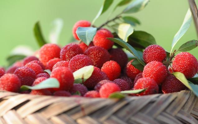 楊梅風(fēng)味盛行，但需謹(jǐn)慎：過(guò)量食用楊梅引發(fā)高鉀血癥風(fēng)險(xiǎn)