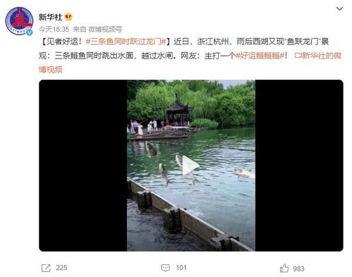 西湖奇景：三條鰱魚(yú)同時(shí)躍過(guò)水閘，網(wǎng)友稱(chēng)之為好運(yùn)鰱鰱鰱