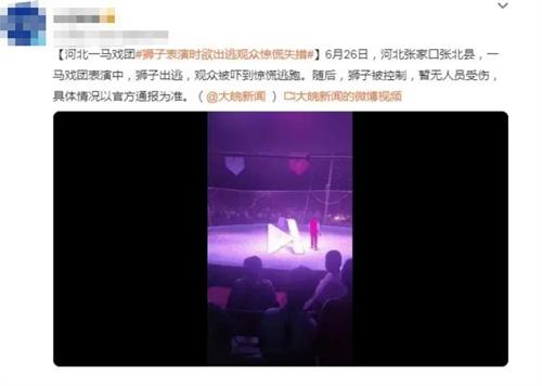 河北張家口張北縣馬戲團(tuán)獅子出逃事件：觀眾驚慌逃離，暫無(wú)傷亡