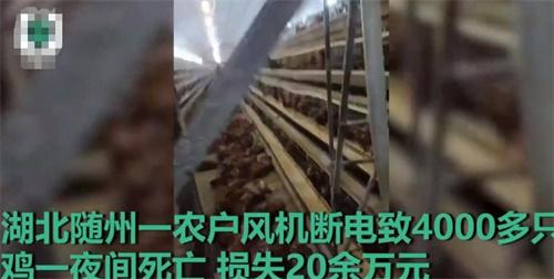 湖北隨州養(yǎng)雞場風(fēng)機(jī)斷電導(dǎo)致大量雞只死亡，損失慘重