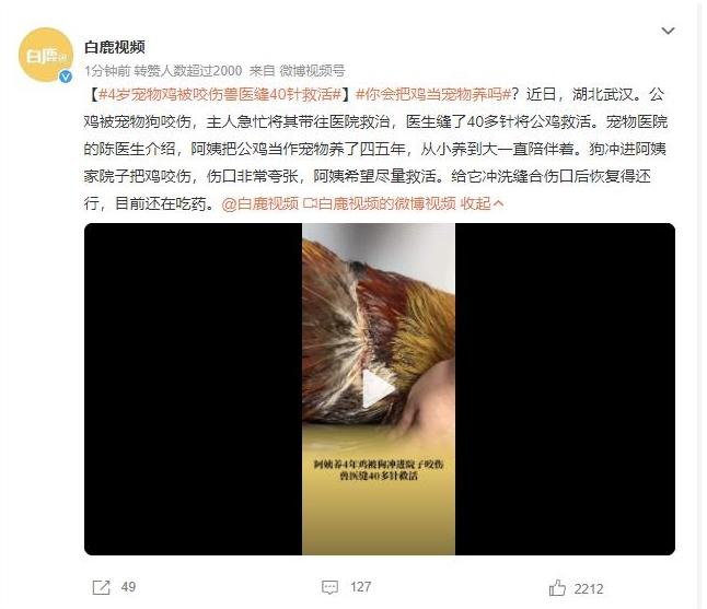 湖北武漢女子將公雞當寵物養(yǎng)，救治40多針后成功挽救生命