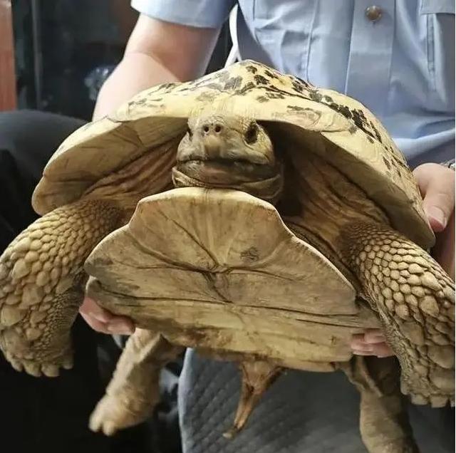 罕見巨型豹紋陸龜驚現上海綠化帶，上海動物園接收