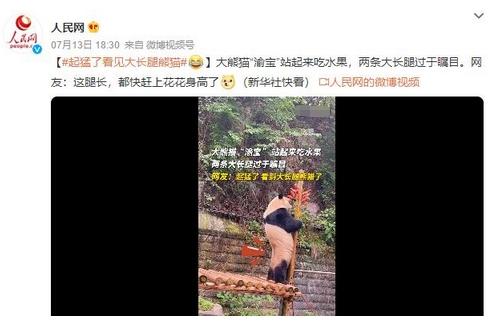熊貓渝寶站立吃水果，大長腿引發(fā)網(wǎng)友熱議：超越花花身高？