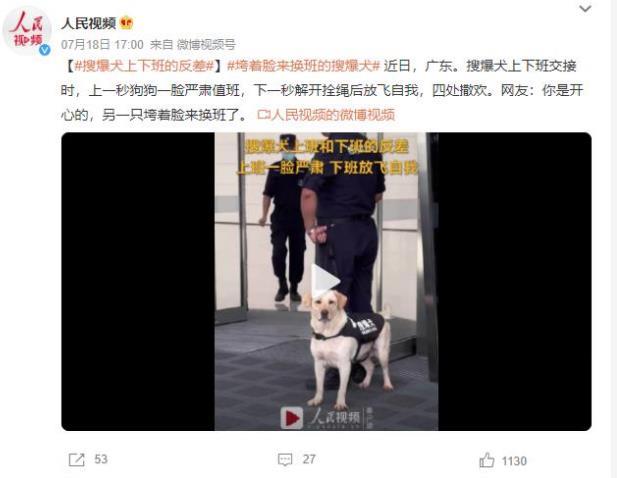 搜爆犬值班樂不可支！上下班交接瞬間逗樂眾人