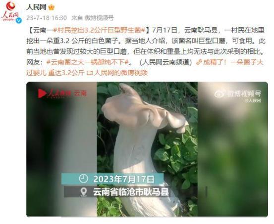 云南耿馬縣驚現(xiàn)3.2公斤巨型口蘑，網(wǎng)友調(diào)侃：一鍋燉不下！