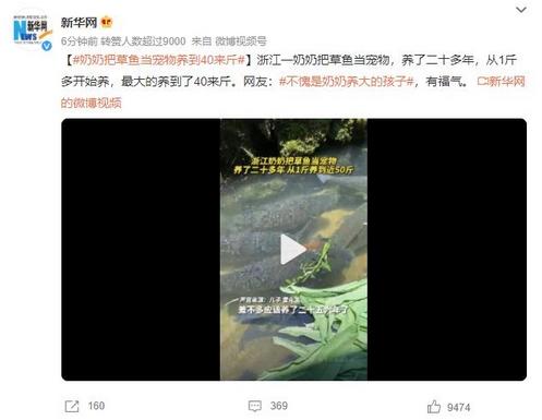 奶奶把草魚當寵物養(yǎng)到40來斤，網(wǎng)友贊嘆：不愧是奶奶養(yǎng)大的孩子