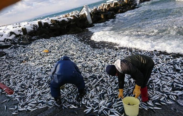 日本熊本縣漁港驚現(xiàn)大規(guī)模沙丁魚集體死亡，究竟是什么原因？