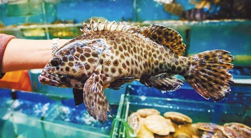 食安之路：海關(guān)總署恢復(fù)臺(tái)灣石斑魚輸入，為兩岸農(nóng)漁合作搭建橋梁