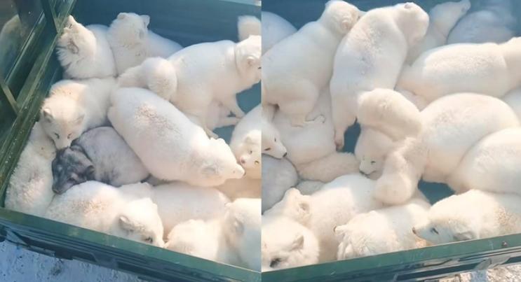 “狐”聚一堂：哈爾濱特邀白狐助陣，打造親近自然的新體驗