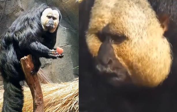 南京紅山動物園掀起“屁股猴”狂潮，引發(fā)網(wǎng)友熱議